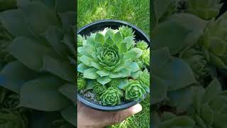 Lakshmi Kamal Plant | Best Good Luck Plant | #succulents #shorts  #youtubeshorts  #utubeshorts