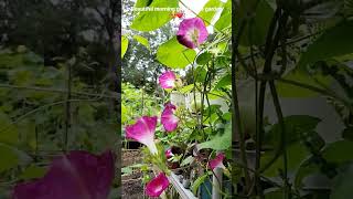 Beautiful morning glory flowers in the garden