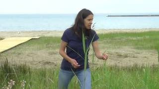 Invasive Species in a Beach-dune Ecosystem