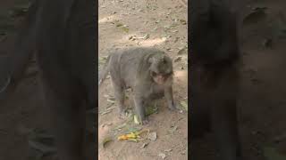 Monkey video  Prank monkey #funny #monkey #monkeyvideo #animals #funnyanimal #monkeyshow #animals