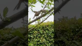 Baby Robin Being Attacked     By Adult Sparrow & Winning