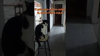 gato degenerado