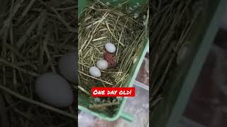 Parrot finch chick! Erythrura psittacea