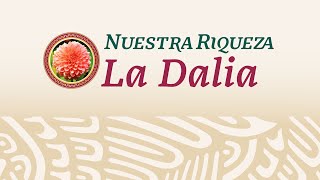 Nuestra Riqueza: La Dalia, Nuestra Flor Nacional