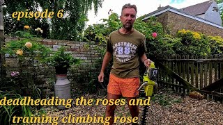 Rose Care 101: Deadheading and Training Climbing Roses