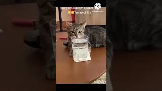 funny video 🐱cat no viral video 😝