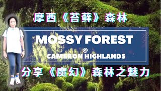 《马来西亚旅游》Mossy forest @ Cameron Highlands | 魔幻景点@摩西森林| 金马伦《苔藓》森林 | 体验魔戒森林之旅🌲🌲🌳