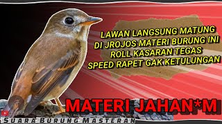 LAWAN MATUNG! BURUNG MASTERAN UNTUK ISIAN BURUNG LOMBA | FULL ISIAN TEMBAKAN ROLL SPEED RAPAT