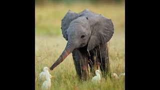 Wildest Africa: Okavango.