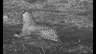 Rare Leopard sighting at Tembe