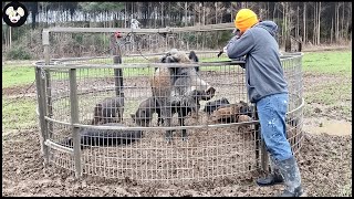 How Do Alaska Farmers Trap Millions Of Giant Wild Boars