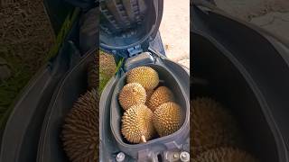 Durian Kampung Viral #durian