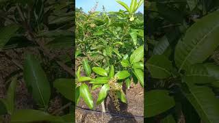 Mangga Kecil Berbunga Lebat #mangga #pertanian #pruning #manggachokanan