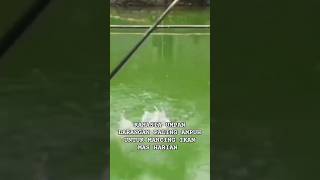 Telah hadir Umpan larangan mancing ikan mas ❗ #shortvideo #shorts #short #ikanmas #fyp