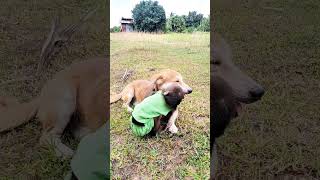 Monkeys and dogs ស្វា និងឆ្កែ #monkeylove #monkeyvideo #monkeydluffy#babymonkey #monkeybusiness