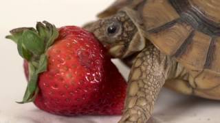 Turtle vs. Strawberry: The Struggle is Real