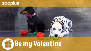 zooplus wünscht alles Liebe zum Valentinstag!