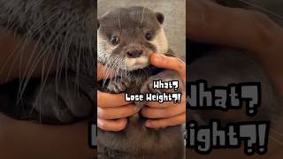 ❤️‍🩹How Cute Otter Refuses to Lose Weight with Its Innocent look🥺 #shorts