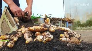 Urban Gardening Guide: Get Big Ginger Harvest Now!homesteading!urban gardening!how to grow ginger