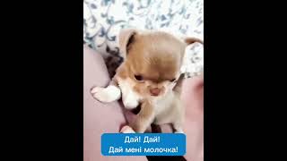 Сухе молоко для цуценят Markus-Muhle Puppy Milk