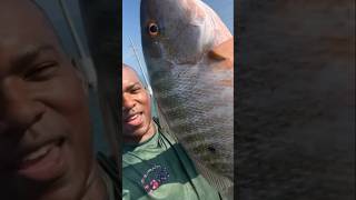 Consistent SNAPPER Catching! (Bridge Fishing Florida Keys)