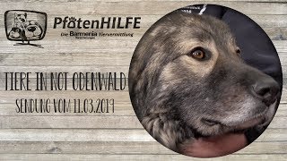 Pfotenhilfe - Die Barmenia Tiervermittlung bei Tiere in Not Odenwald