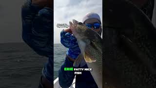 Lake Erie Walleye Fishing #walleye #walleyefishing #fishing #lakeerie #lakeeriewalleye #greatlakes