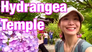 Japan Travel-Let's Discover the ’Hydrangea Temple’ in Chiba!