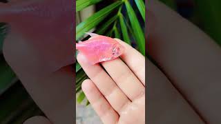 mari color widow fish mar gyi 😭😭uski 👀bhi kha li#viral #share #shorts