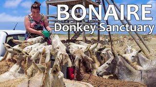 VAKANTIE BONAIRE #13🌴 EZELTJES Knuffelen en Voeren @ Donkey Sanctuary Bonaire