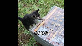 Cat and Bee Hive Inspection #cat #funny #reaction #animals #shorts #bee #beekeeping #honeybee