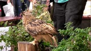 Eagle Owl in York