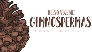 GIMNOSPERMAS - Reino Vegetal