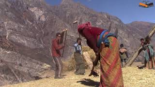 Threshing Wheat  ||  Village Life || Rural Life