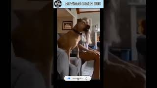 Funny Dog comedy video Shorts #shorts #mrvikashmehra555