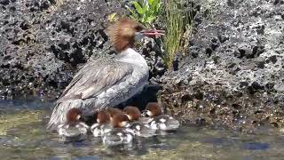 Red-Headed Merganser Mother and Ducklings