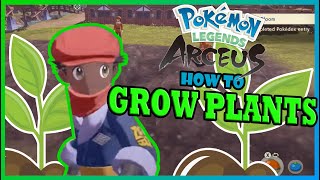 Pokemon Legends: Arceus HOW TO Grow Plants (EASY APRICORNS)