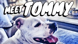 Meet "Tommy" the Staffordshire Bull Terrier