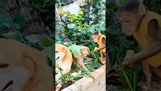 baby monkey playing with dog កូនស្វាលេងជាមួយឆ្កែ #monkeyvideo #monkey #monkeylove