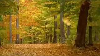 Into The Forest (Autumn Ambience)