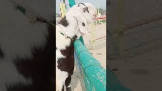 big bakra🌿🌿 white and black contrast bakra🔥🔥🔥 beautiful bakra👌👌👌👌