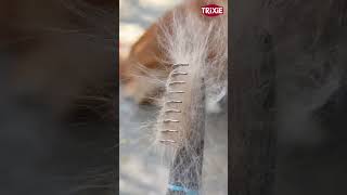 No More Tangles! Trixie Fur Detangler Keeps Your Pet’s Coat Perfect