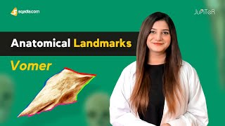 Vomer Bone | Anatomical Landmarks | Medical Student Exam Study Tips | V-Learning™