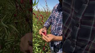 Hibiscus 🌺 چای ترش ❤️ #گیاهان_دارویی #گیاه #agriculture #نشا #باغبانی #farming #زرگیاه