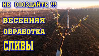 НЕ ОПОЗДАЙТЕ! Обработка СЛИВЫ весной! / spring plum processing