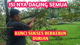 KUNCI SUKSES PERKEBUNAN DURIAN TAMORA PAK HENGKY