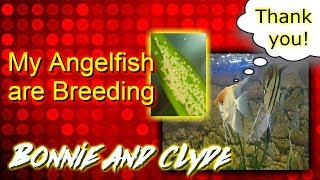 Angelfish Breeding Pair - So Many Eggs