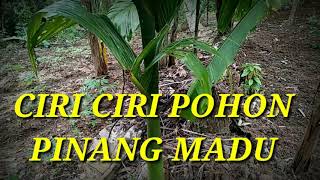 CIRI CIRI POHON PINANG MADU