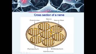 Structure & Function of Neurons