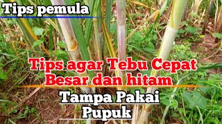 Tips Agar Tebu Cepat Besar dan Hitam